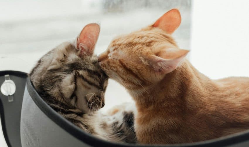 Kedilerin Hijyen Davranışları: Neden Birbirlerini Temizlerler?