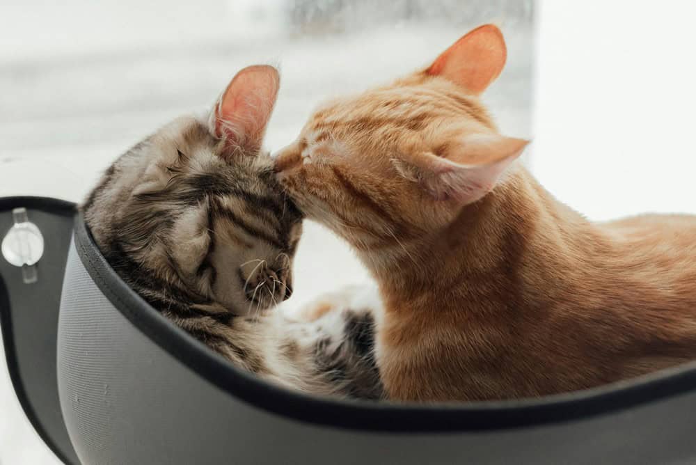 Kediler Neden Birbirlerini Temizler?