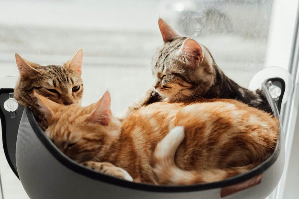 Kedilerde Temizlik Alışkanlığı Hakkında Bilgi