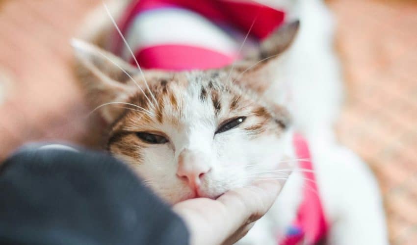 Kedilerin Prebiyotik ve Probiyotiklerle Beslenme Rehberi