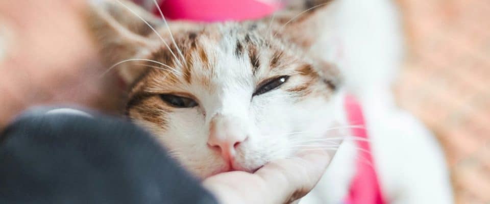 Kedilerin Prebiyotik ve Probiyotiklerle Beslenme Rehberi