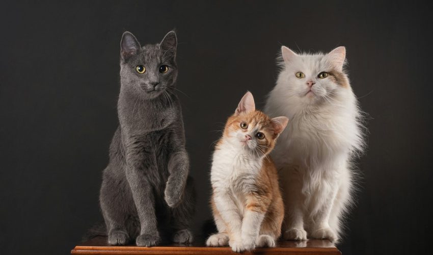 Kedilerin Kişiliğini Belirleyen Faktörler: Evcil Dostlarımızın Davranışlarını Anlamak