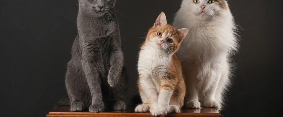 Kedilerin Kişiliğini Belirleyen Faktörler: Evcil Dostlarımızın Davranışlarını Anlamak