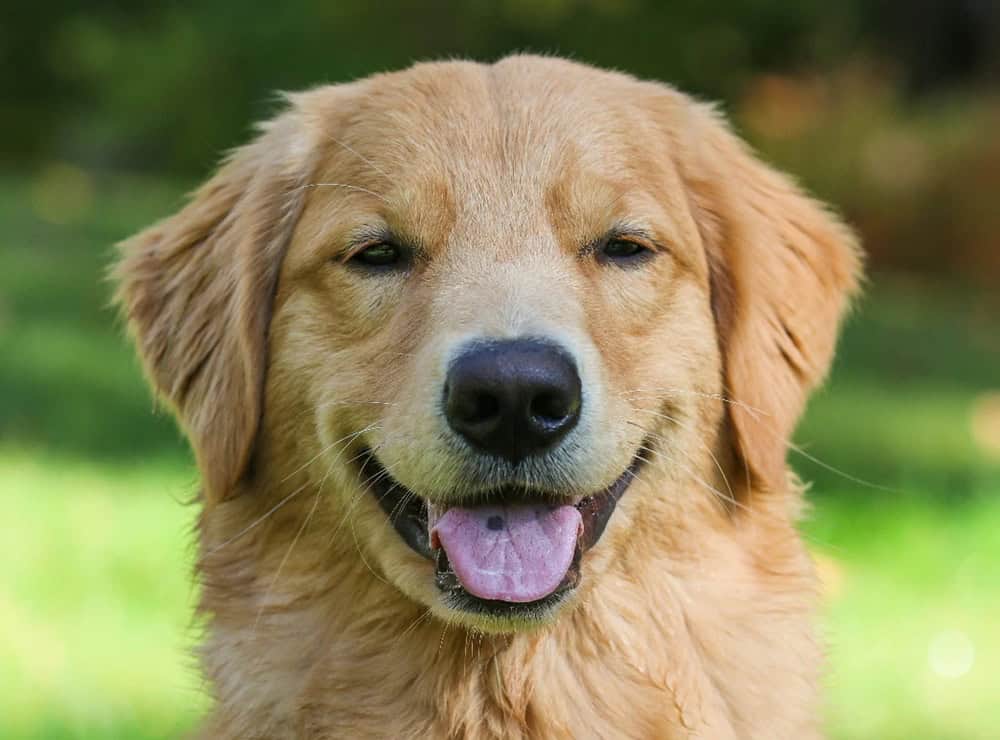 Köpekler Gülümser mi?