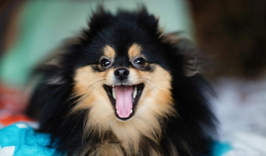 Köpekler Gülümser mi? Köpeklerin Duygusal İfade Yetenekleri