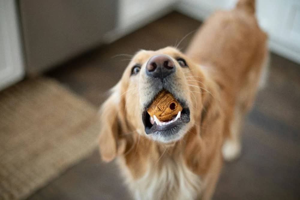 Yüksek Proteinli Köpek Maması Seçimi