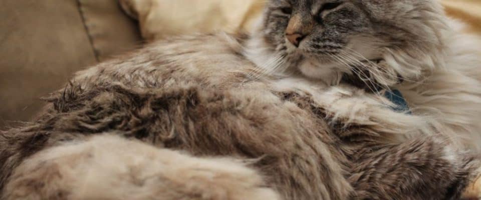 Sağlıklı Bir Kedi, Az Tüy Döker: İşte Yapmanız Gerekenler