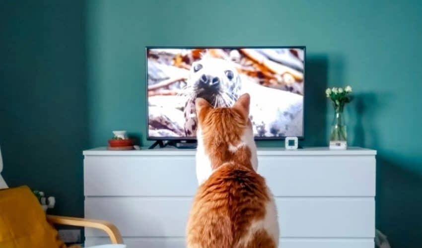 Kediler Televizyon İzler mi?
