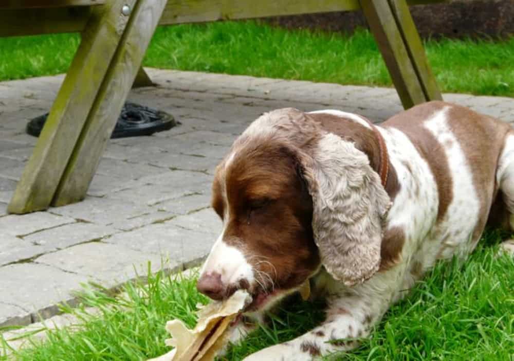 Köpek Çiğneme Kemikleri