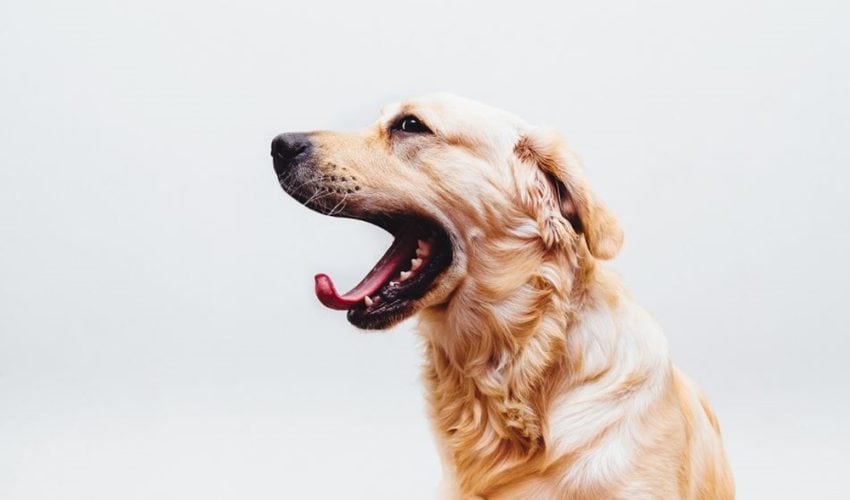 Köpeklerde Ağız ve Diş Sağlığını Korumak İçin Neler Yapılabilir?