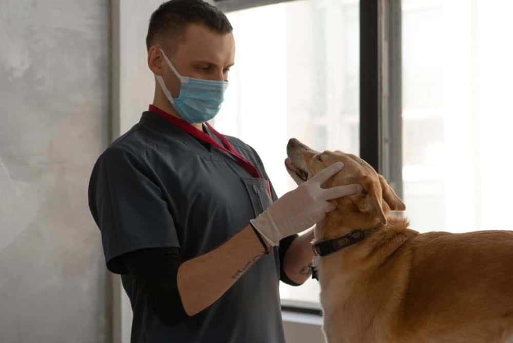 Köpeklerde Diş Eti Hastalıkları Önleme