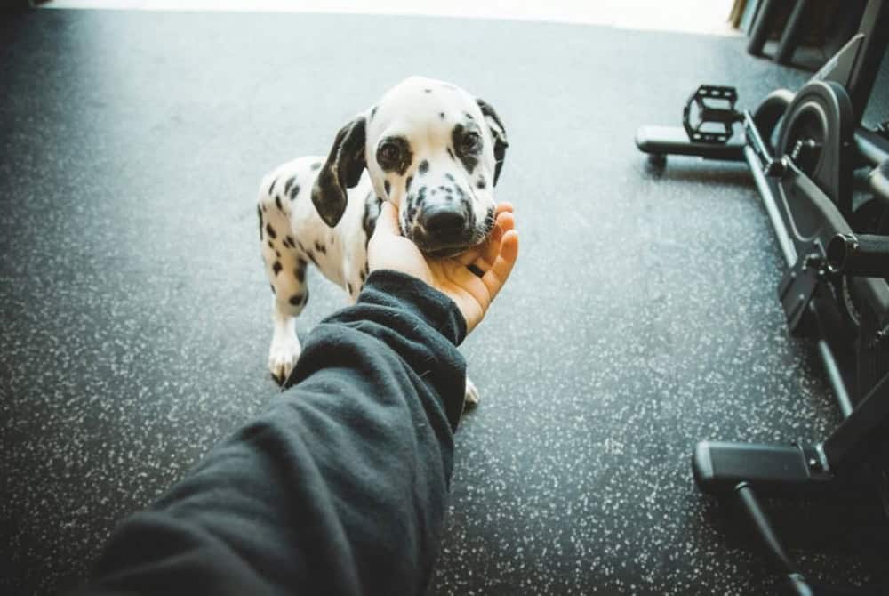 Köpeklerde Doğru Beslenme ile Kas Gelişimi