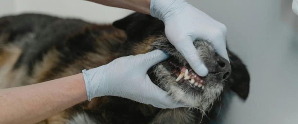 Köpeklerde Tartar ve Plak Oluşumunu Önleme Yöntemleri