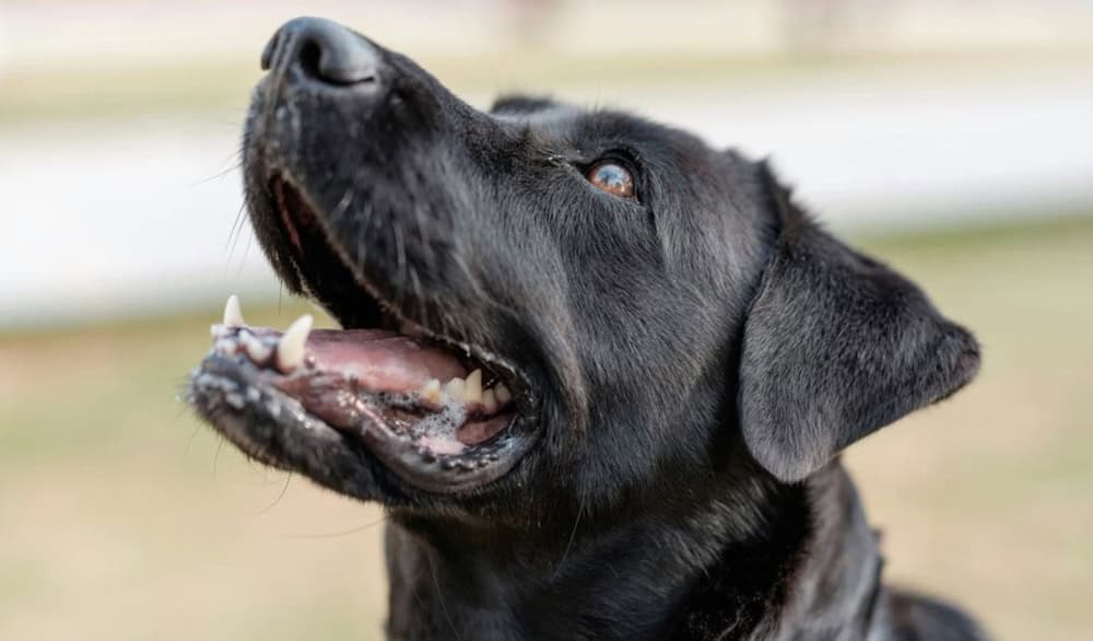 Yaşlı Köpeklerde Diş Sağlığı