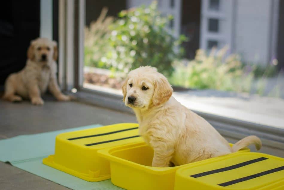 Yavru Köpeklerde Tuvalet Eğitim İpuçları