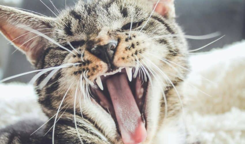 Kedilerin Ağız ve Diş Sağlığını Korumanın Yolları
