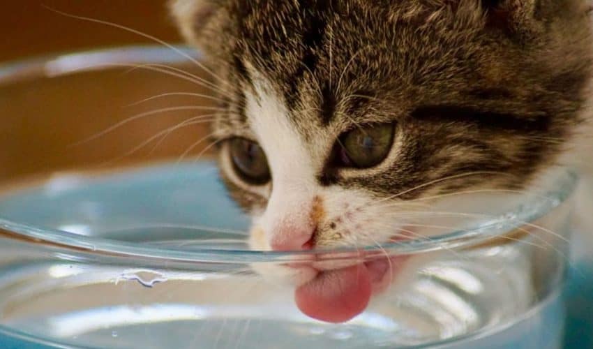 Yavru Kedilerde Su Tüketimini Teşvik Etmenin Yolları