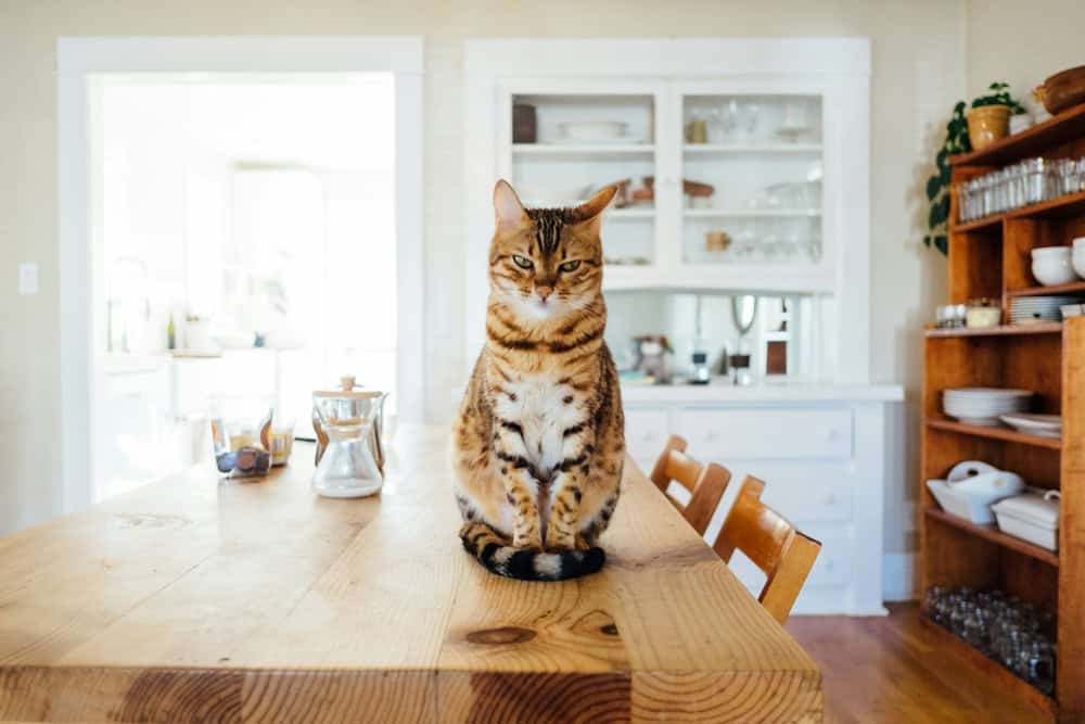 Kısır Kedi Maması Nedir?