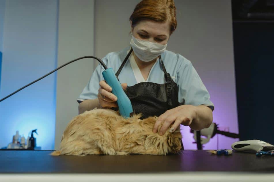 Kedi Tüyü Alerjileri Nelerdir?