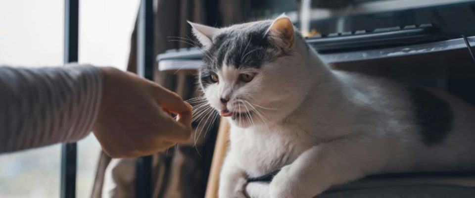 Kediler Nasıl Ödüllendirilmeli?