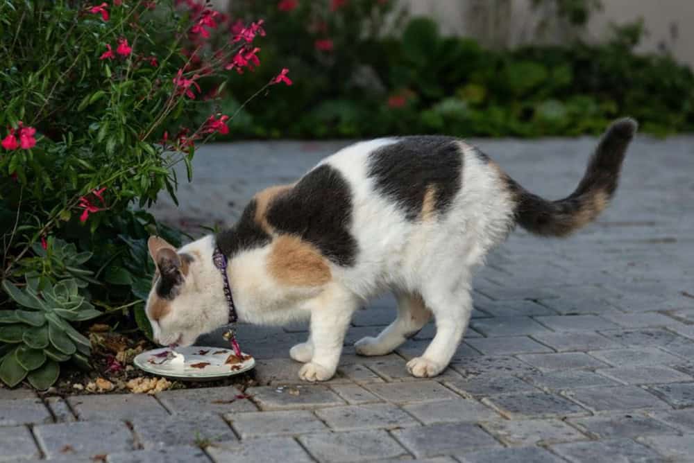 Normal Kedi Maması ile Kısır Kedi Maması Arasındaki Farklar