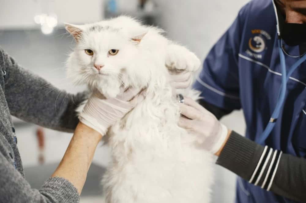 Ayağı Kırık Kedi Bakımı