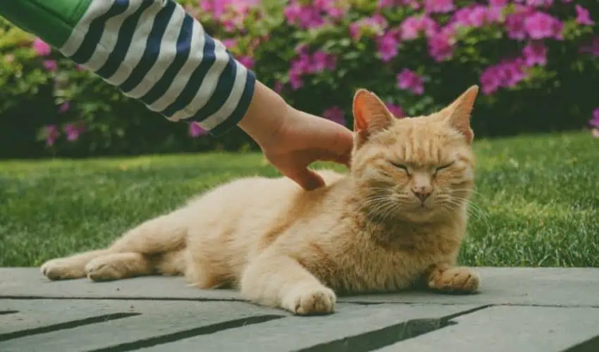 Kedi Alerjisi Zararlı mıdır?