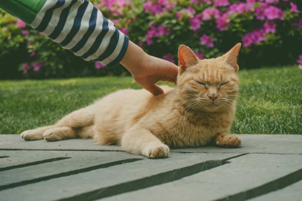 Kedi Alerjisi Zararlı mıdır?