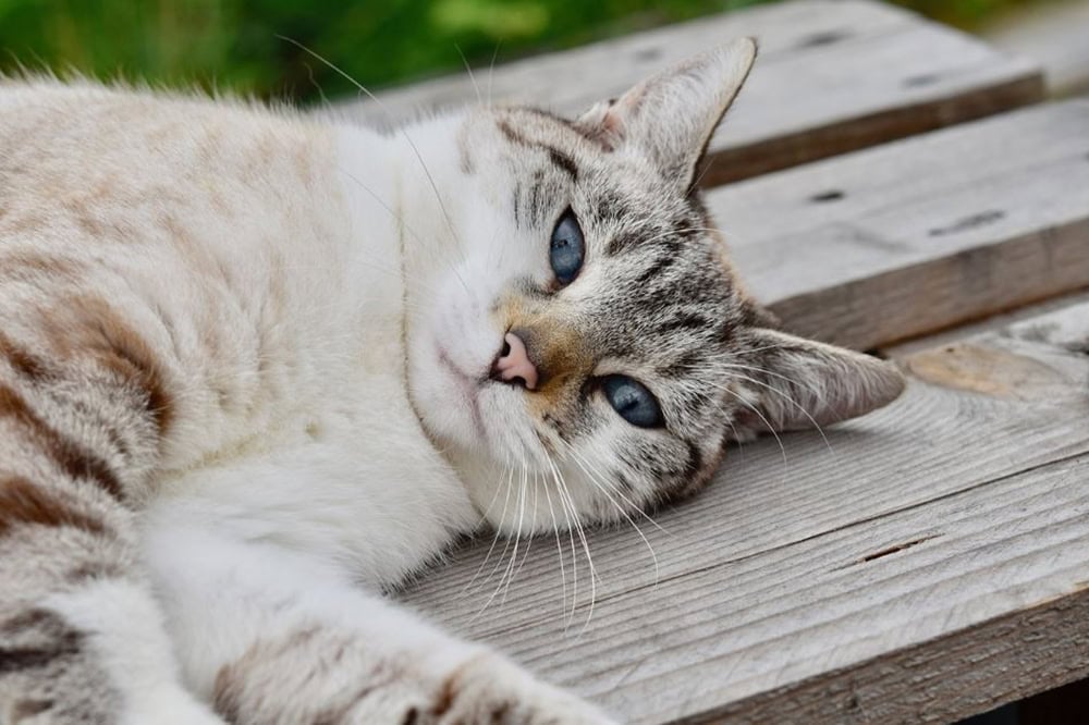 Kedi Alerjisinin Nedenleri Nelerdir?