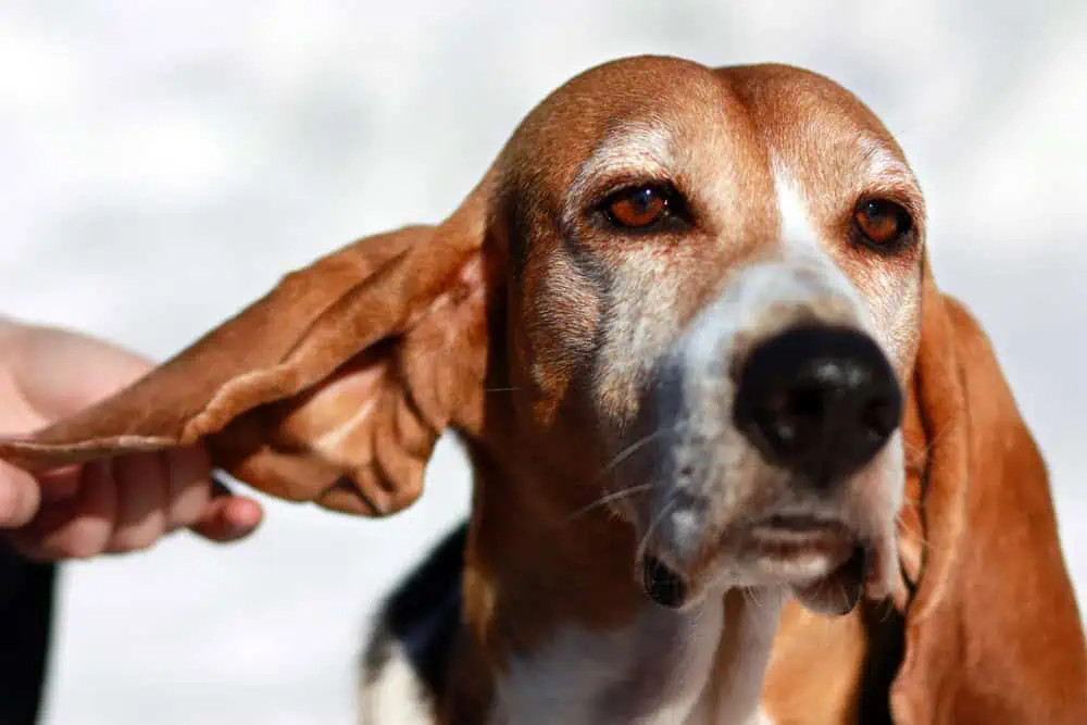 Köpek Pirelerinin Yaşam Döngüsü