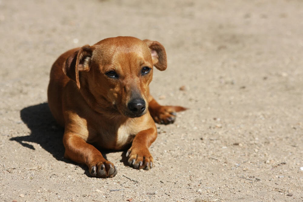 Köpek Piresi İnsana Geçer mi?