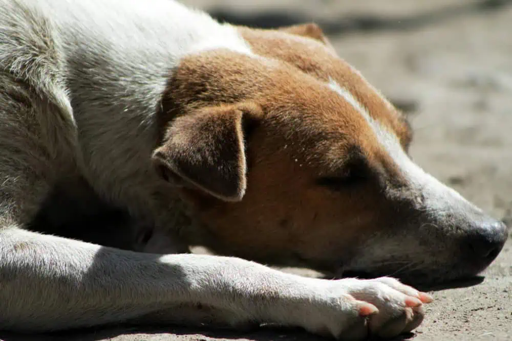 Köpek Piresi İnsana Zarar Verir mi?