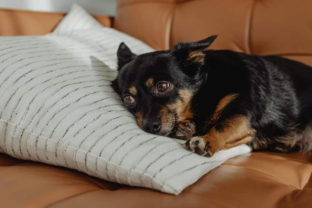 Köpek Yatağı Tasarımları