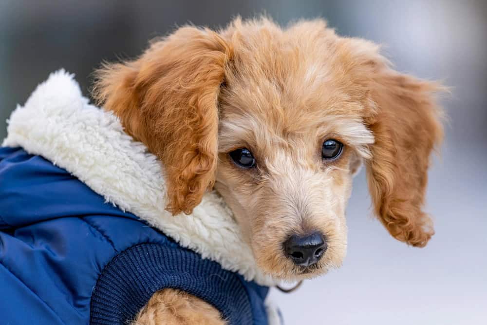 Köpeklerde Egzersiz ve Genel Sağlık