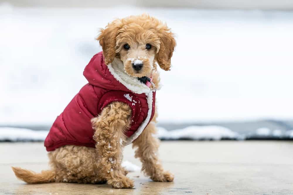 Köpeklerde Tüy Sağlığı Koruma Yolları