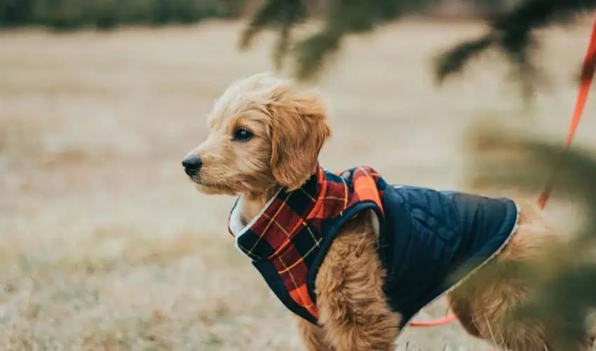 Köpeklerin Tüylerini Sağlıklı ve Parlak Tutmanın Yolları