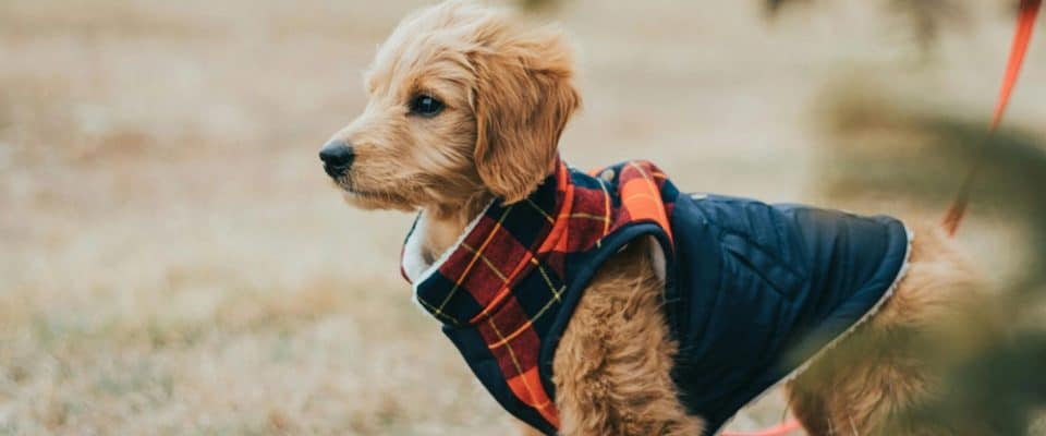 Köpeklerin Tüylerini Sağlıklı ve Parlak Tutmanın Yolları