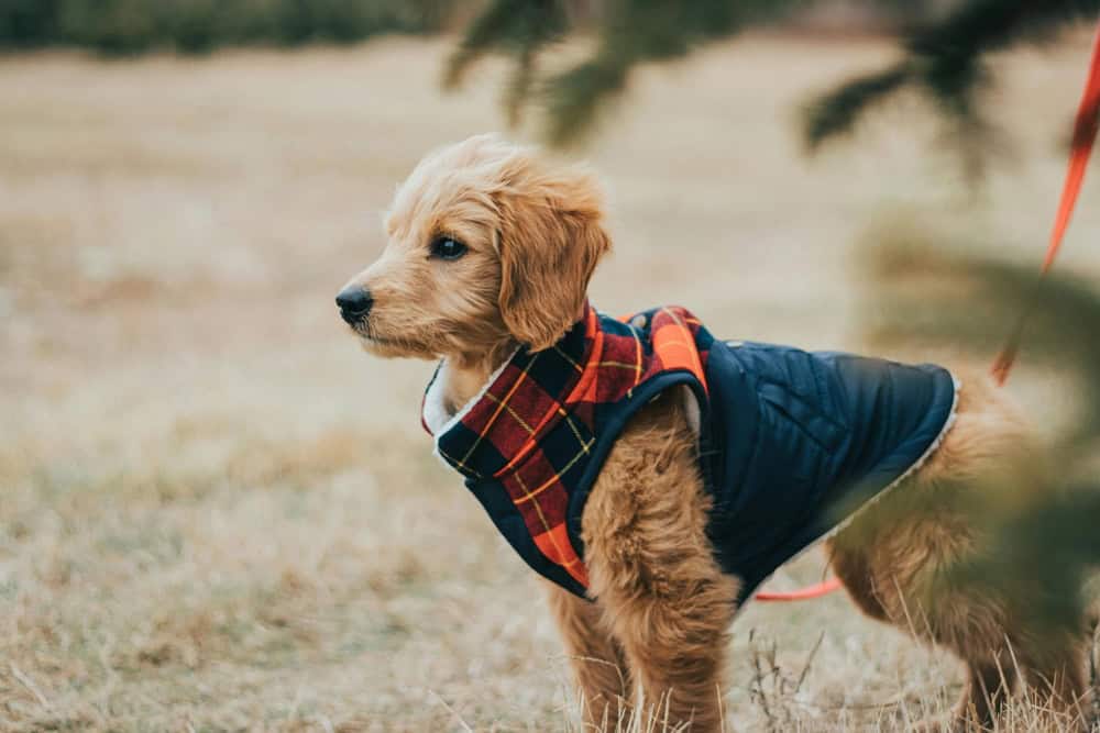 Köpeklerin Tüylerini Sağlıklı Tutma Yolları