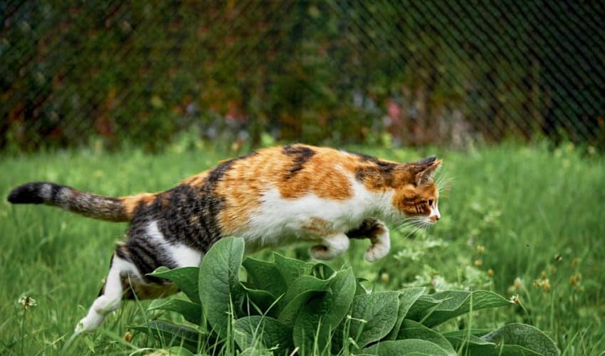 Kedi Dostu Bahçe Oluşturmak İçin İpuçları