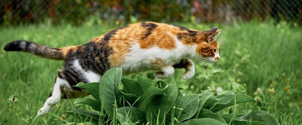 Kedi Dostu Bahçe Oluşturmak İçin İpuçları