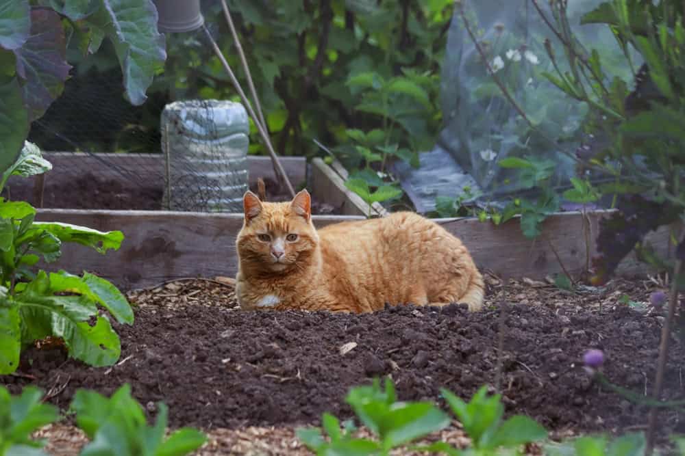 Kedi Dostu Bahçe Oluşturma Fikirleri