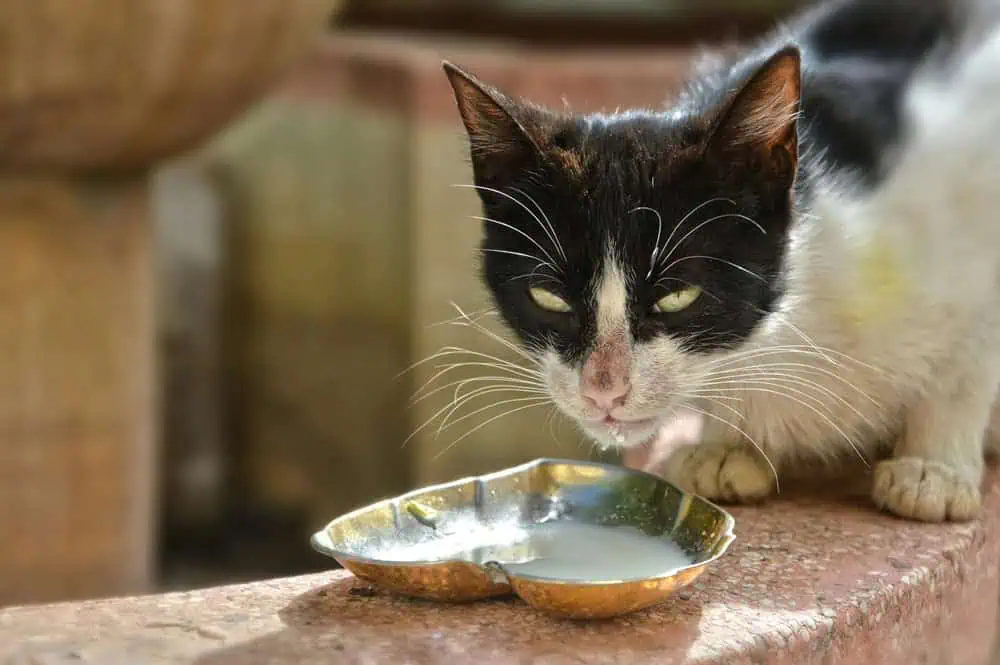 Omega Yağların Kedi Beslenmesinde Önemi