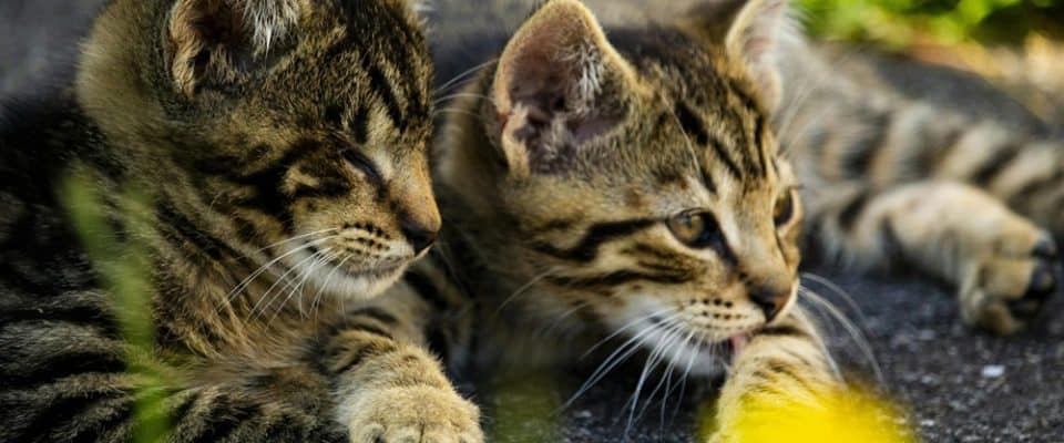 Kedi Otu Nedir? Kedi Otu Faydaları Nelerdir?