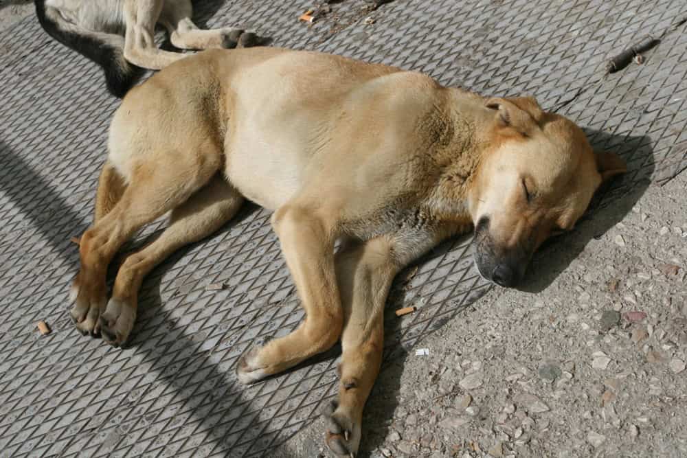 Köpeklerin Uyku Alışkanlıkları