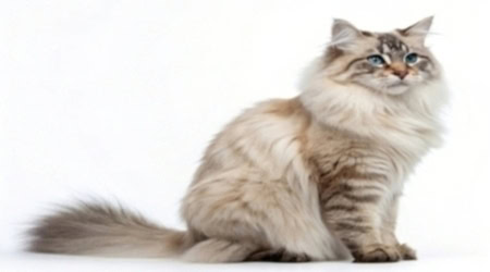 Büyümeyen Kedi Cinsleri