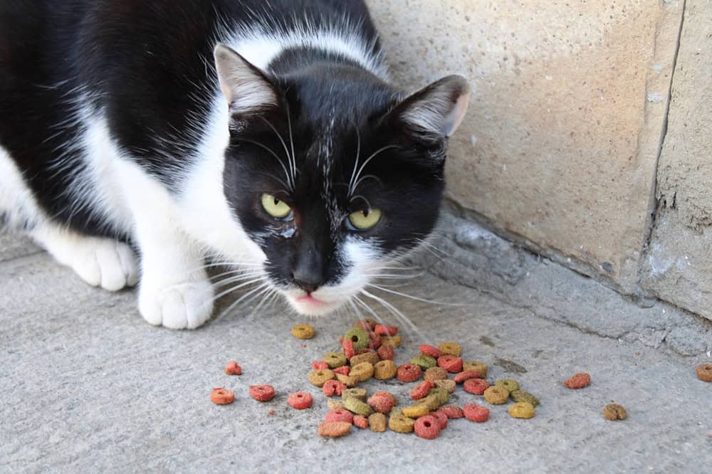 Kedi Maması Değişimi