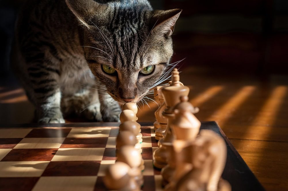 Kedi Oyuncak Türleri