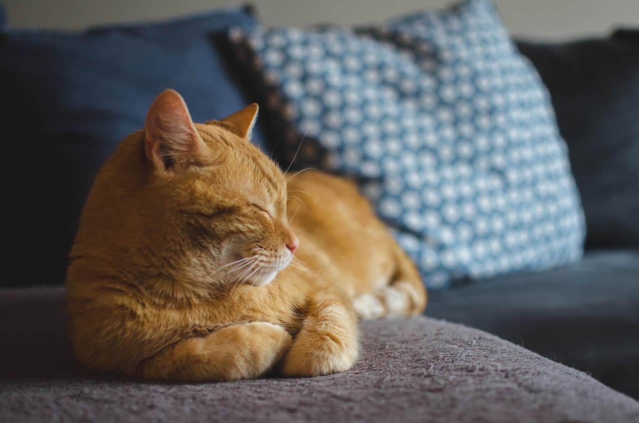 Kışın Evde Kedi Bakımı