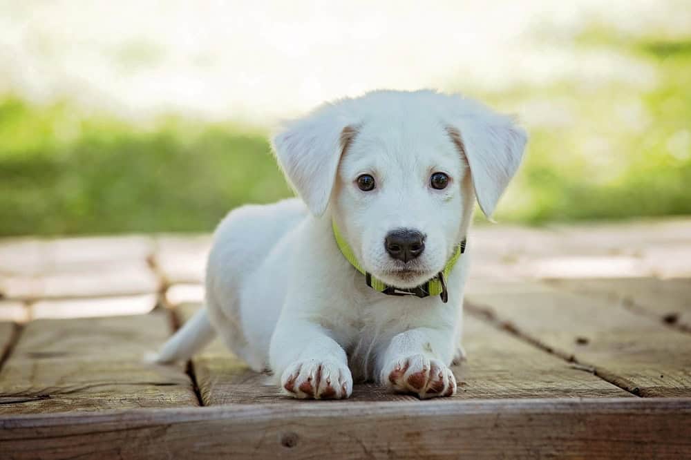Köpeklerde Ayrılık Kaygısını Hafifletecek Çözümler