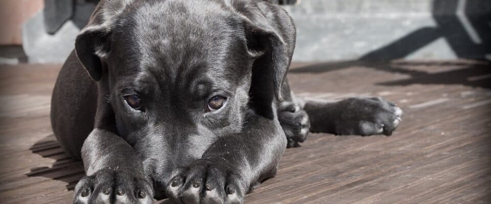 Köpeklerde Ayrılık Kaygısı: Belirtileri, Nedenleri ve Evde Uygulanabilir Çözümler